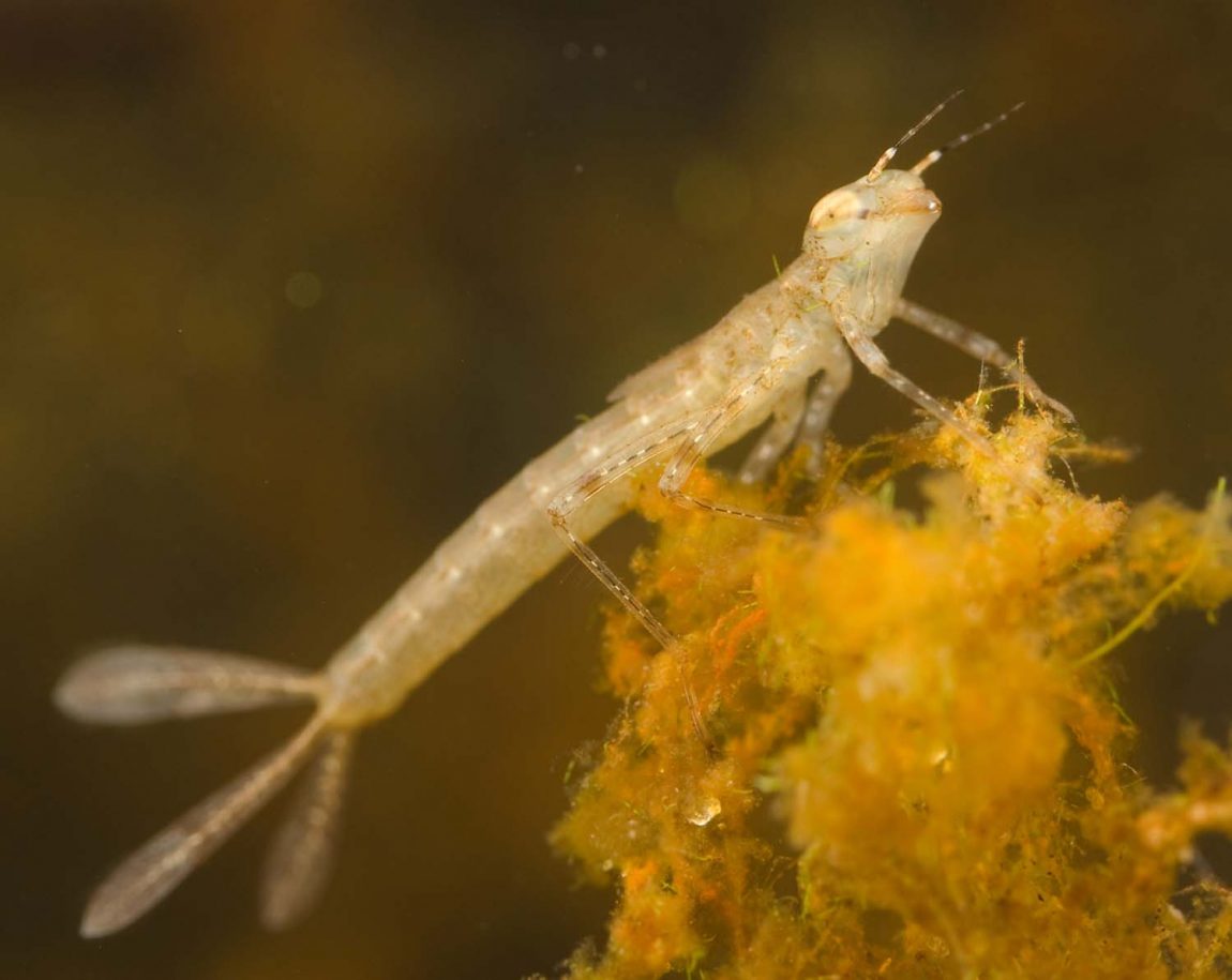 Narrow-winged damselfly nymph (Coenagrionidae)