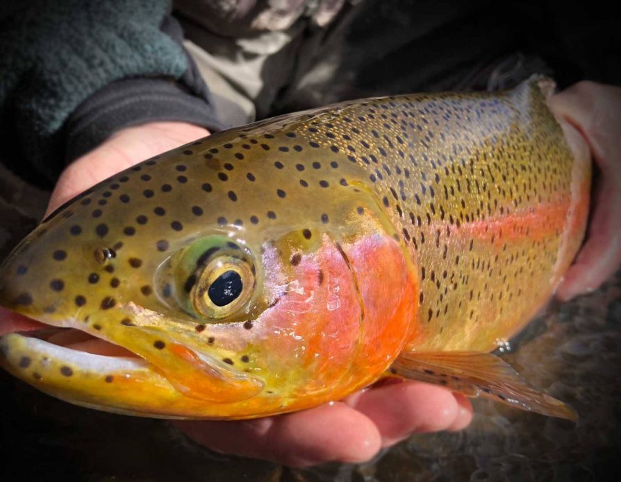 TCTH Top Trout Flies Course