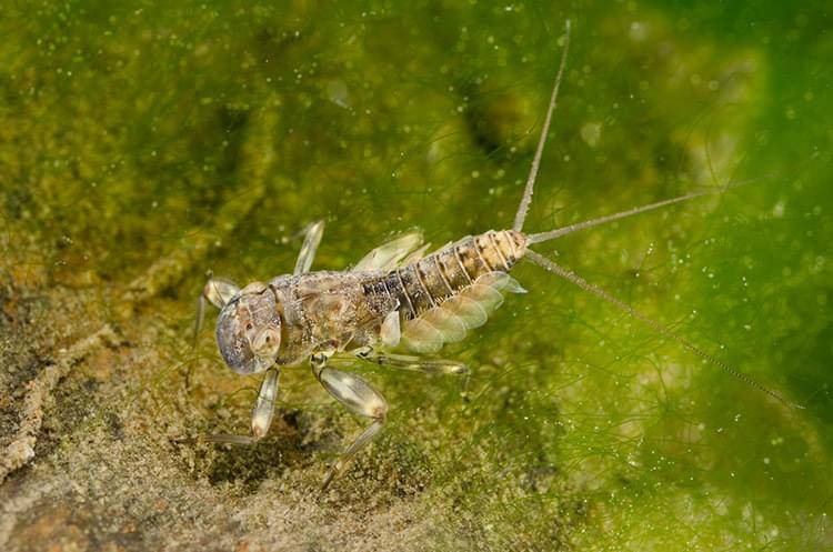 TCTH Entomology Course Deal