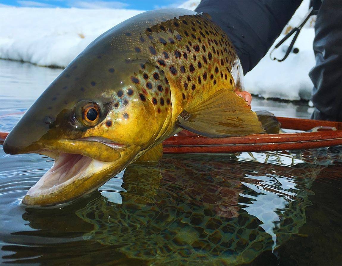 3 Secrets Guides Use to Catch More Fish