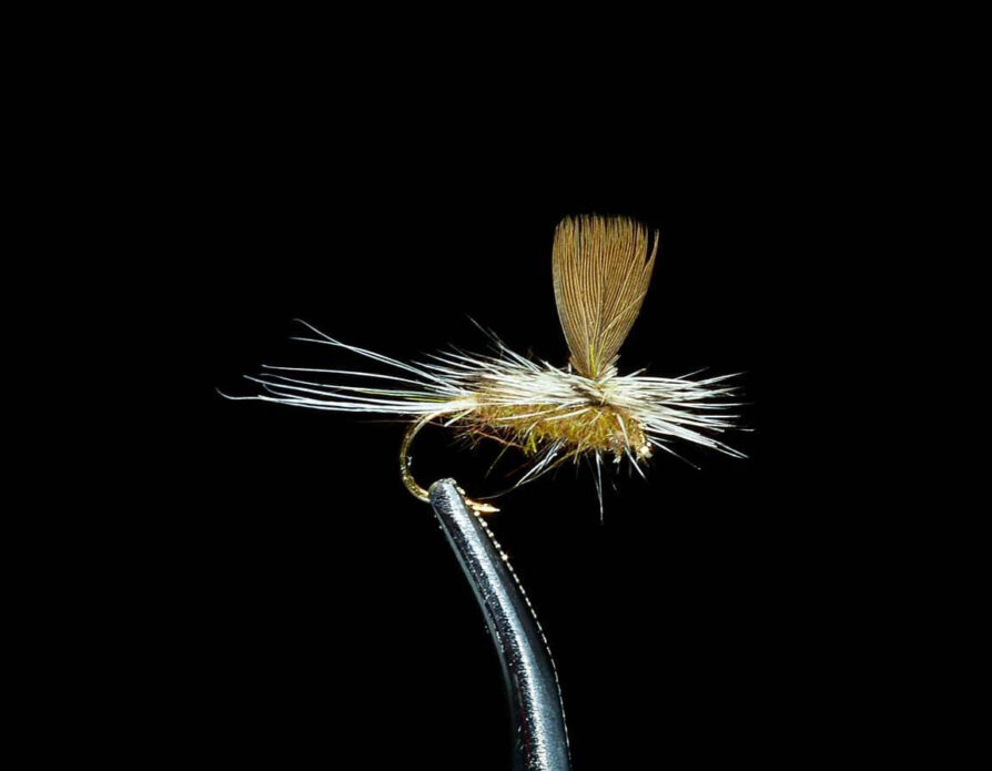 Parachute Baetis